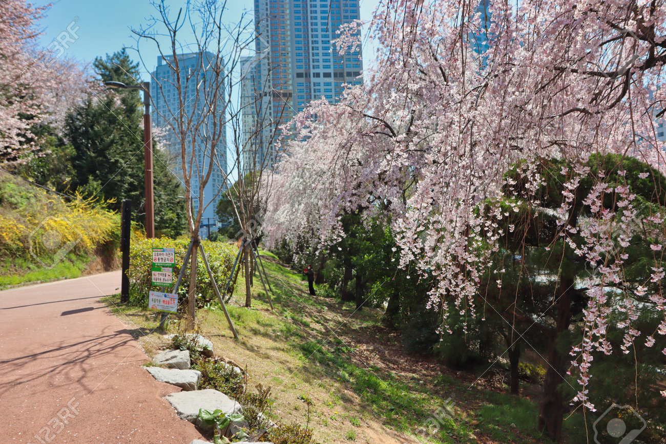 Cheery blossom blooming in haeundae, Busan, South Korea, Asia - 167142946 Cheery blossom blooming in haeundae, Busan, South Korea, Asia - 167142946
