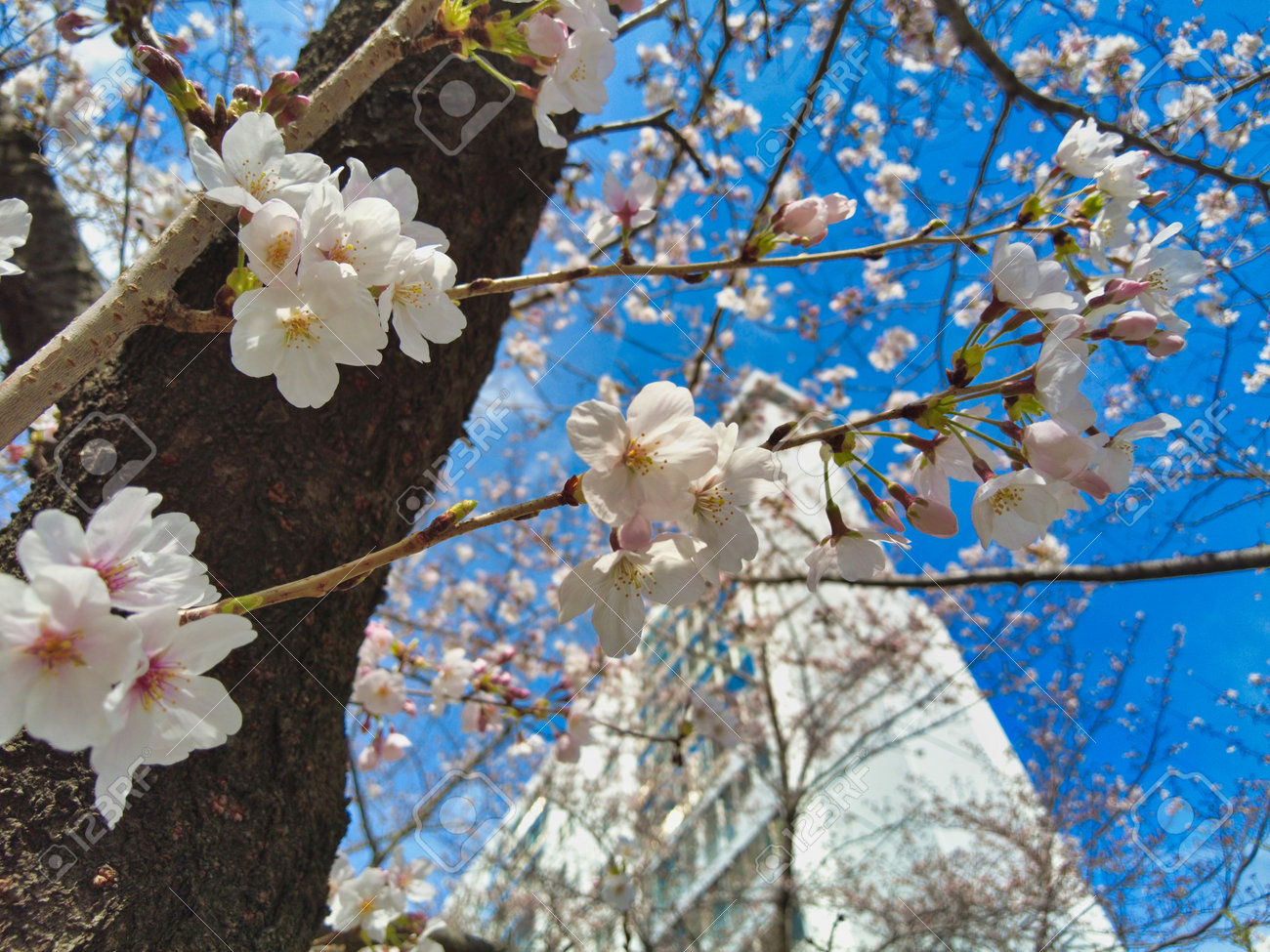 Cherry blossom Blooming in Oncheoncheon Stream, Busan, South Korea, Asia. - 167337579 Cherry blossom Blooming in Oncheoncheon Stream, Busan, South Korea, Asia. - 167337579