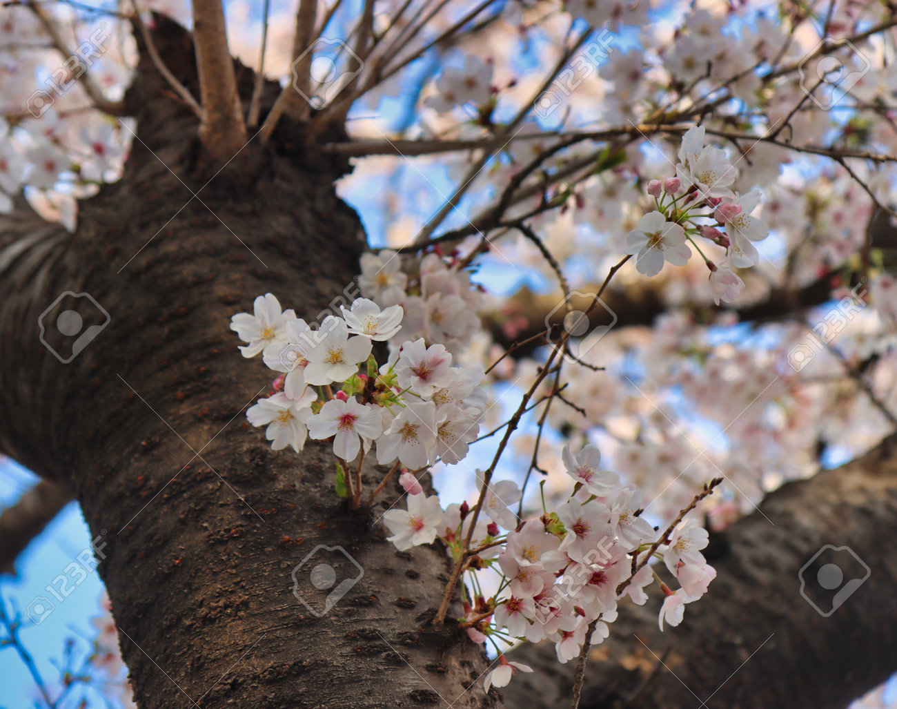 Cherry blossom Blooming in Oncheoncheon Stream, Busan, South Korea, Asia. - 167337550 Cherry blossom Blooming in Oncheoncheon Stream, Busan, South Korea, Asia. - 167337550