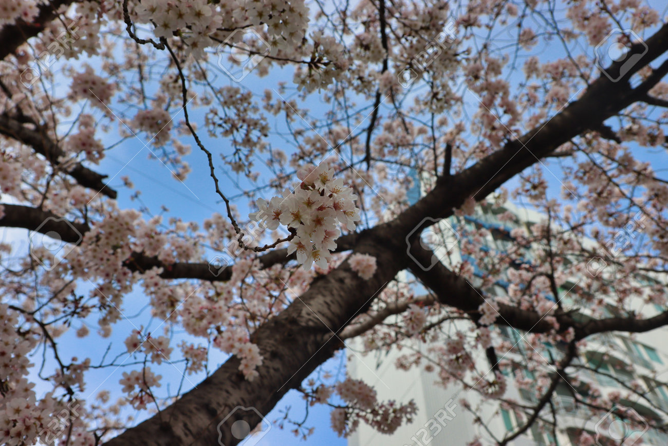 Cherry blossom Blooming in Oncheoncheon Stream, Busan, South Korea, Asia. - 167337361 Cherry blossom Blooming in Oncheoncheon Stream, Busan, South Korea, Asia. - 167337361