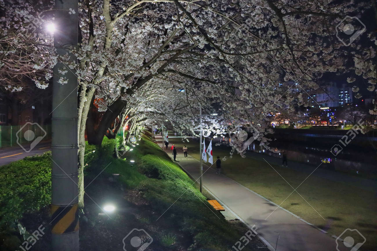 Night view of spring oncheoncheon stream, Busan, South Korea, Asia. - 167342901 Night view of spring oncheoncheon stream, Busan, South Korea, Asia. - 167342901