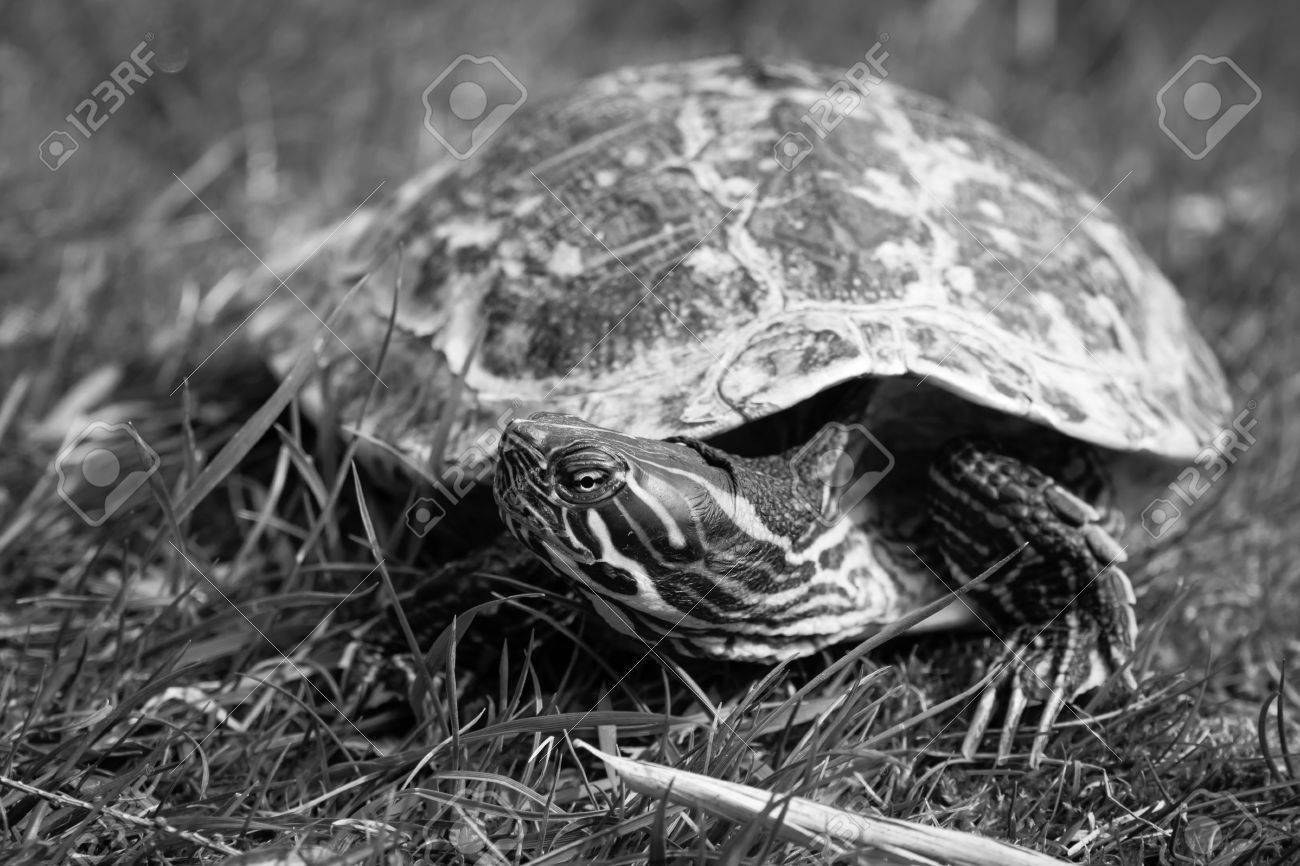 turtle the yellow bellied