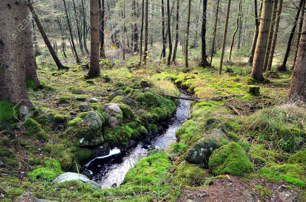 small stream in the