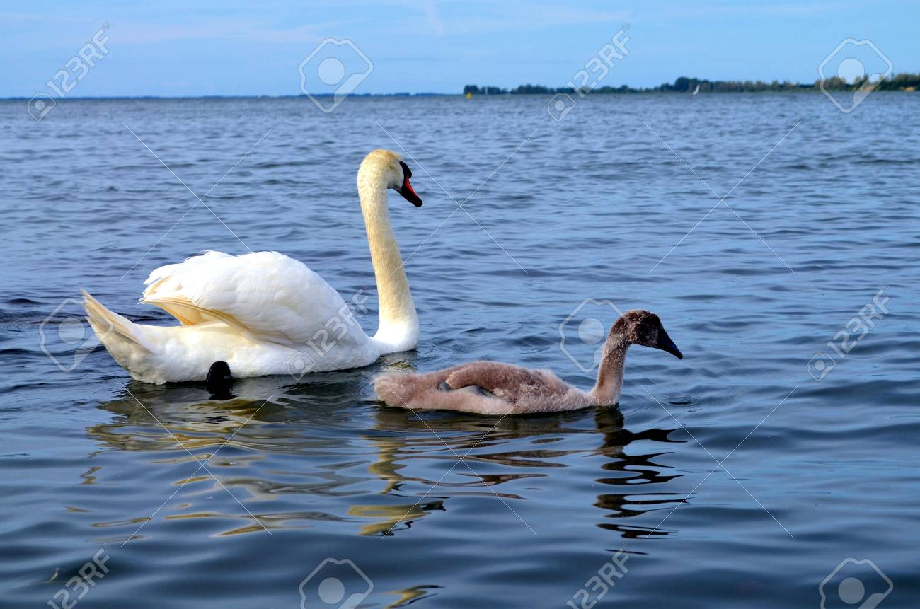 バルト海 ドイツで赤ちゃんの雛と白鳥します の写真素材 画像素材 Image