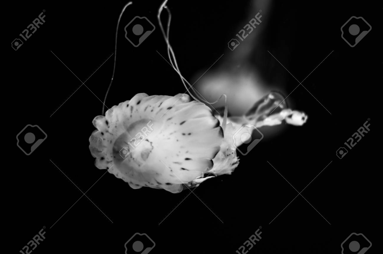 Jellyfish swimming in water in black and white stock photo 79273867