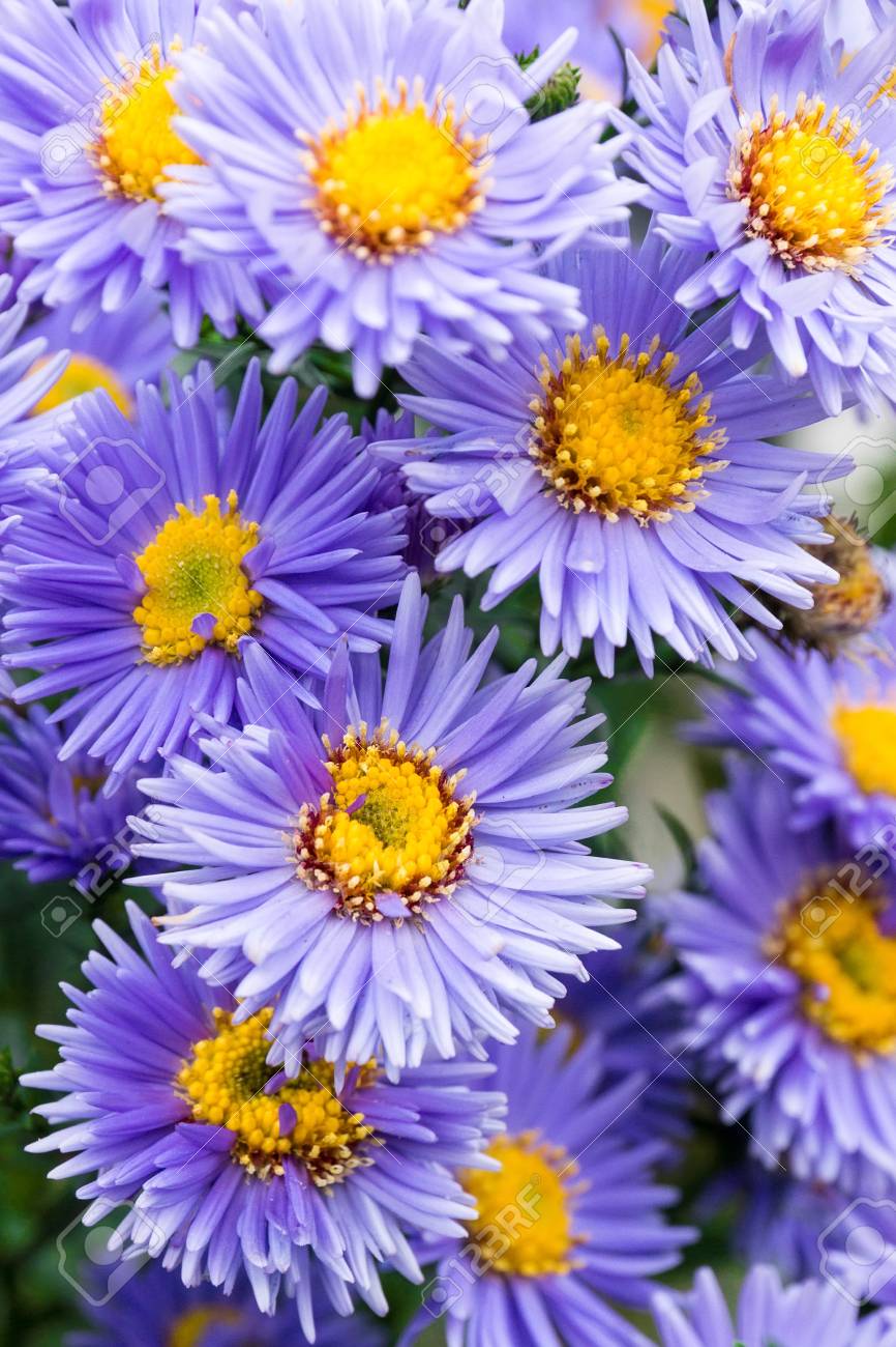庭 美しい植物 自然の花アスター の写真素材 画像素材 Image