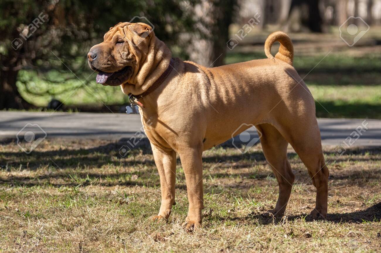 low income veterinarian near me