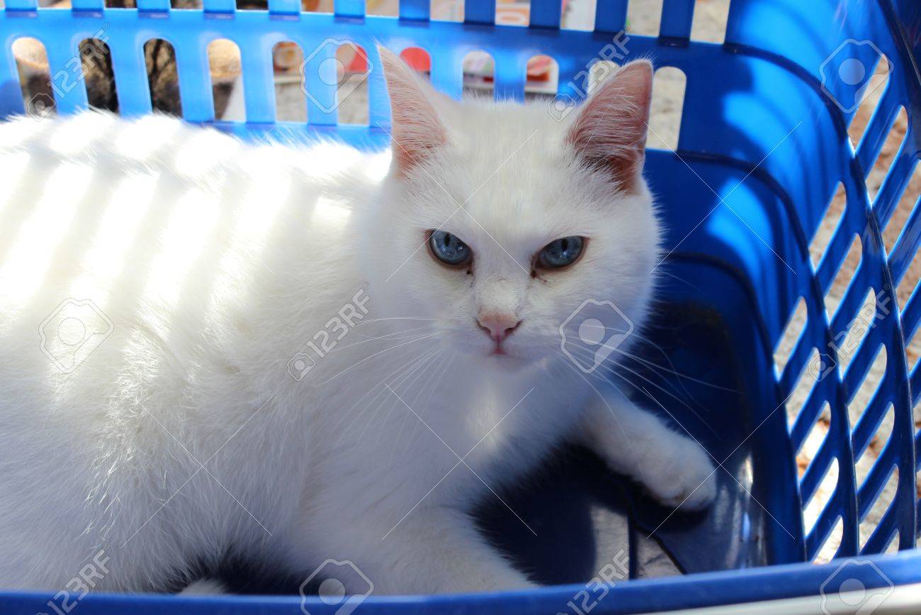 Chat Blanc Albinos De Detente Dans Un Panier Banque D Images Et Photos Libres De Droits Image