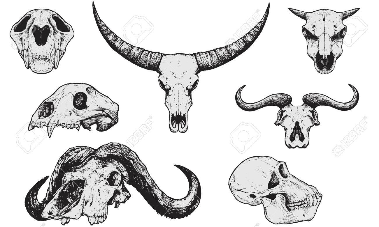 Set Skulls Animal Royalty Free Cliparts Vectors And Stock Illustration Image