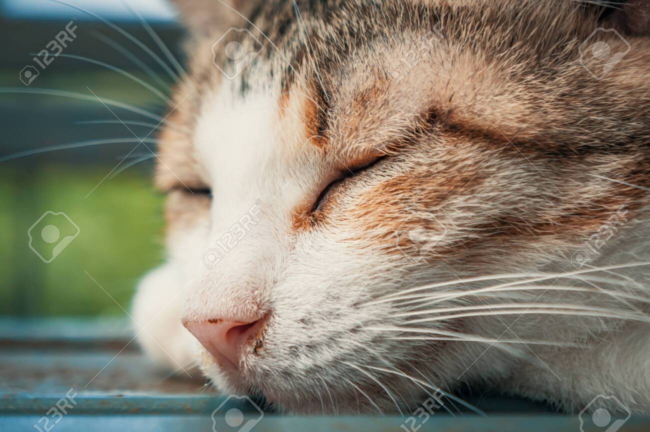 Portrait shot of homeless stray cat living in the animal shelter. Shelter for animals concept - 135988449 Portrait shot of homeless stray cat living in the animal shelter. Shelter for animals concept - 135988449