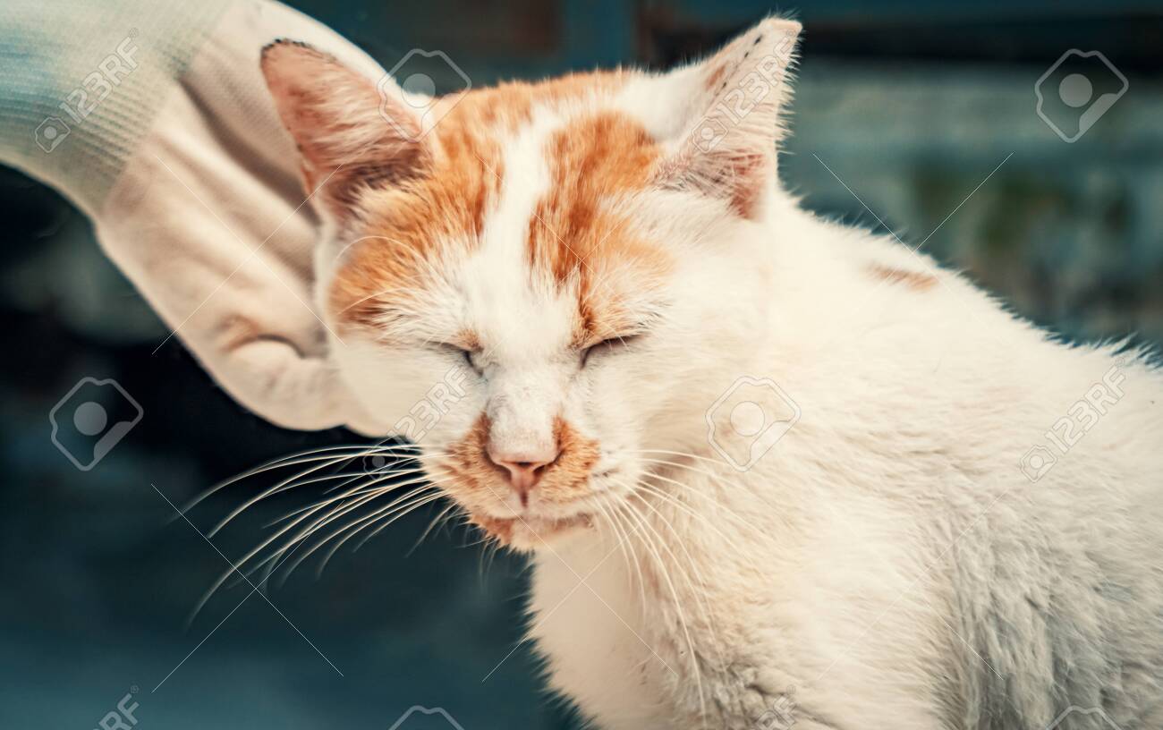 Volunteer's hand petting caged stray cat in pet shelter. People, Animals, Volunteering And Helping Concept. - 135988577 Volunteer's hand petting caged stray cat in pet shelter. People, Animals, Volunteering And Helping Concept. - 135988577