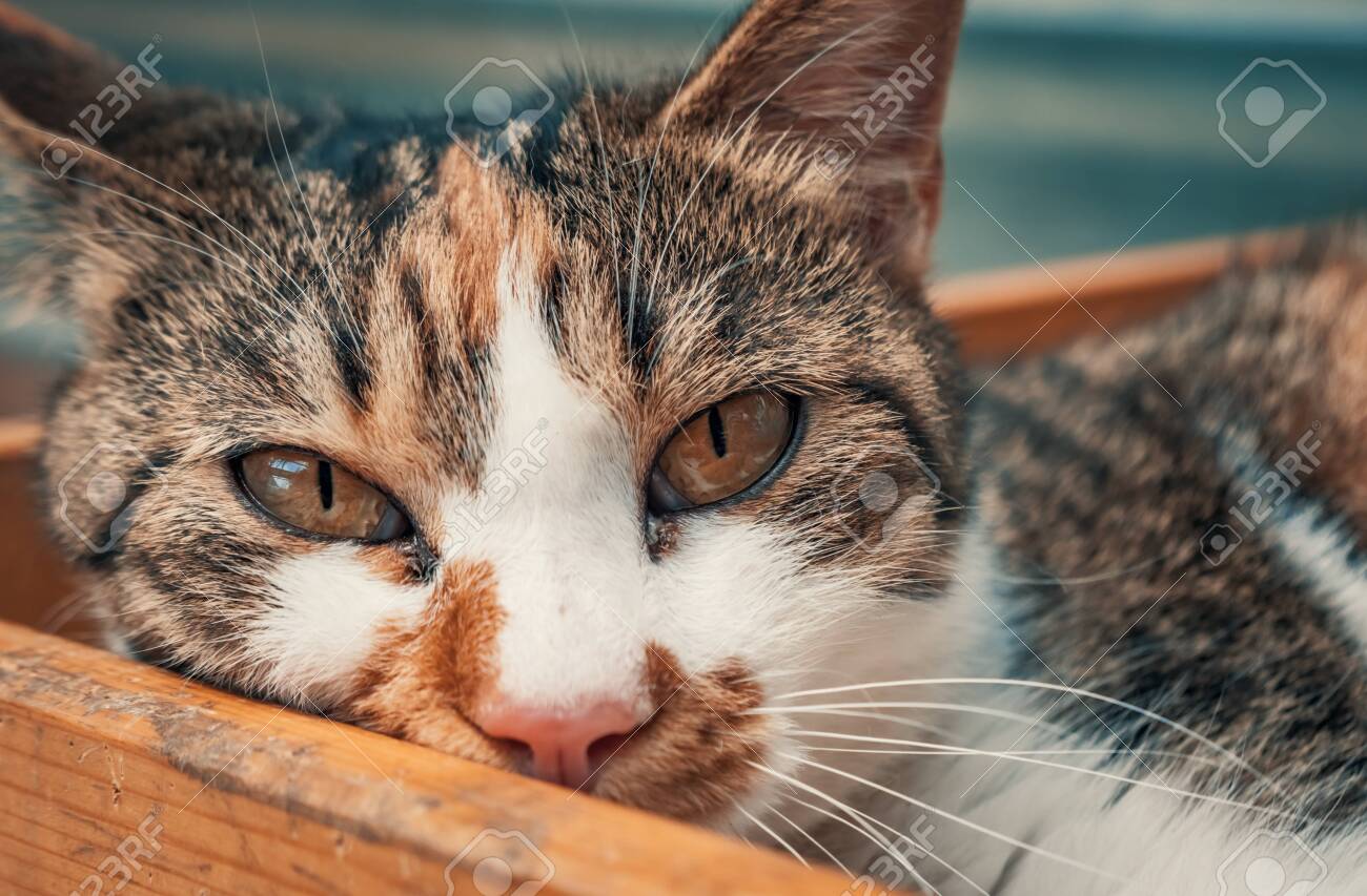 Portrait shot of homeless stray cat living in the animal shelter. - 136608012 Portrait shot of homeless stray cat living in the animal shelter. - 136608012