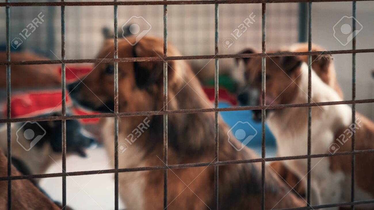 Blurred image of unwanted and homeless dogs in animal shelter. - 136608016 Blurred image of unwanted and homeless dogs in animal shelter. - 136608016