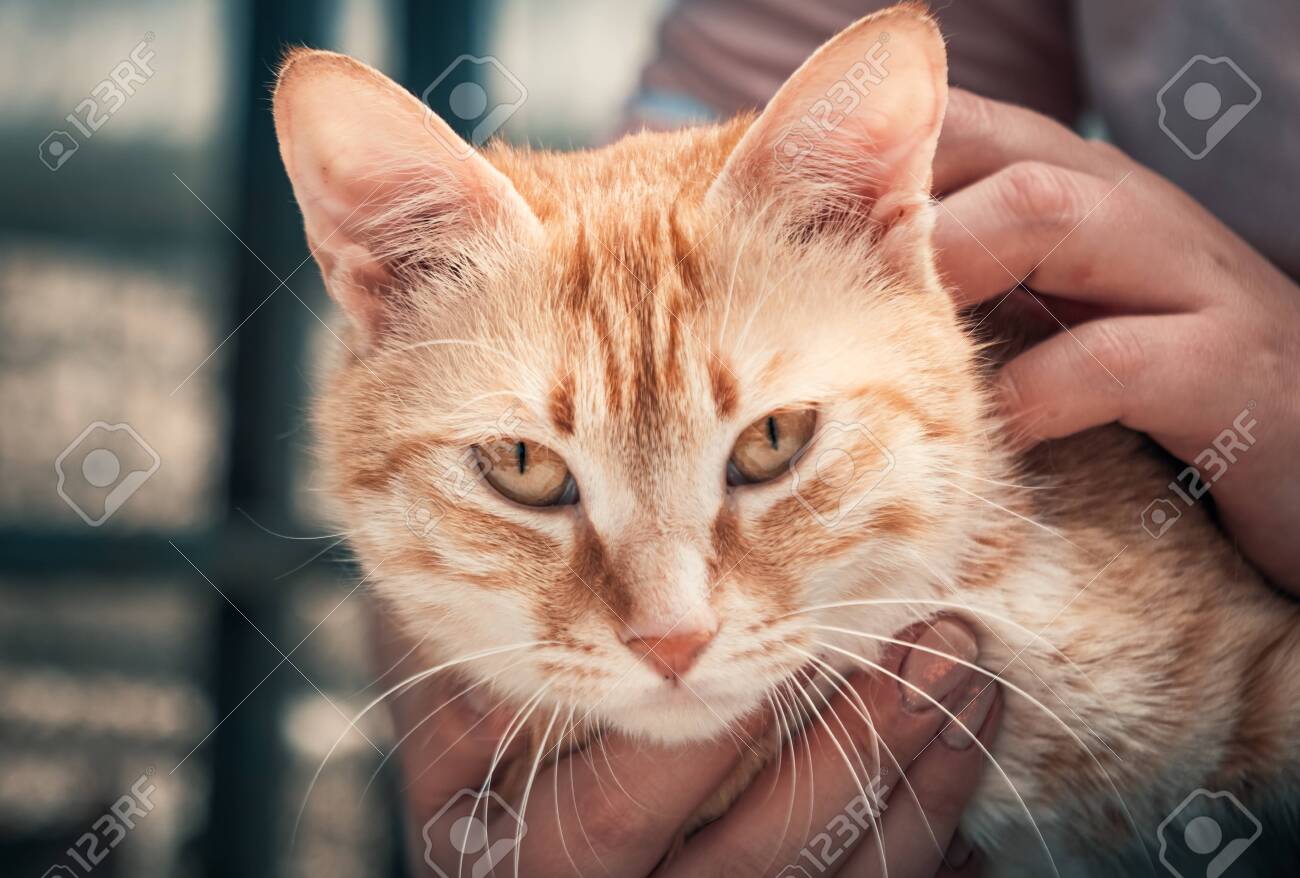 Female volunteer holds on hands cat in shelter - 136608107 Female volunteer holds on hands cat in shelter - 136608107
