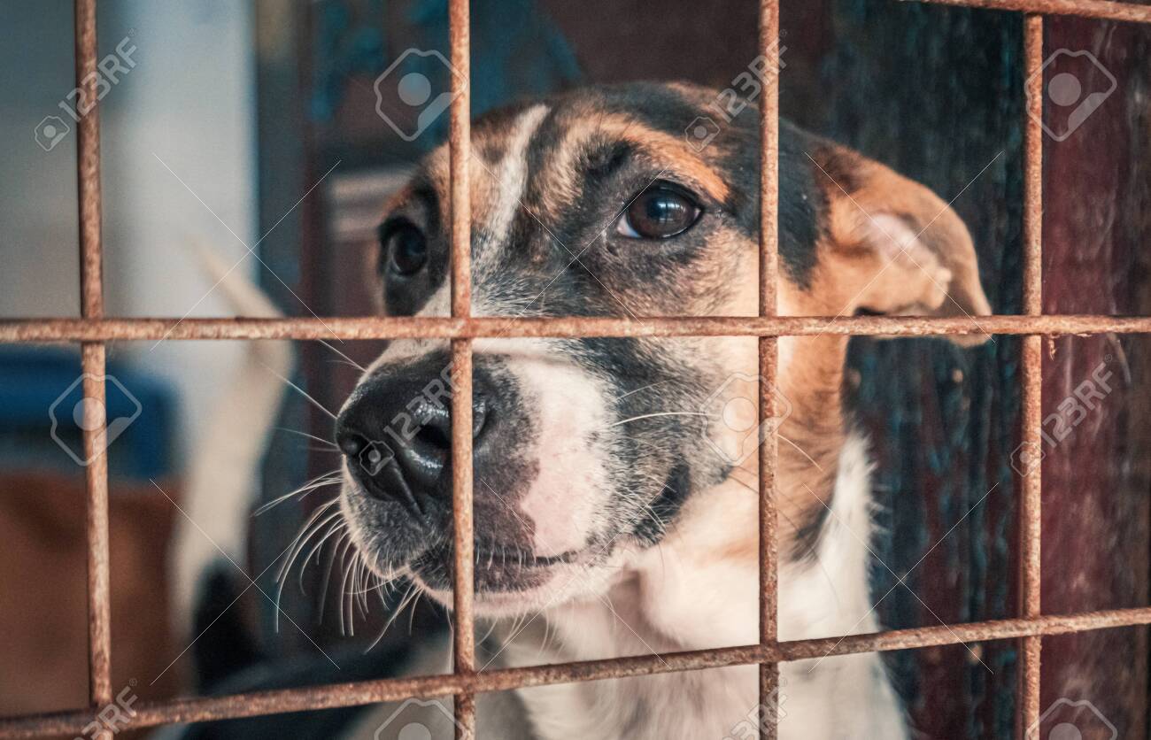 Portrait of sad dog in shelter behind fence waiting to be rescued and adopted to new home. - 140627913 Portrait of sad dog in shelter behind fence waiting to be rescued and adopted to new home. - 140627913