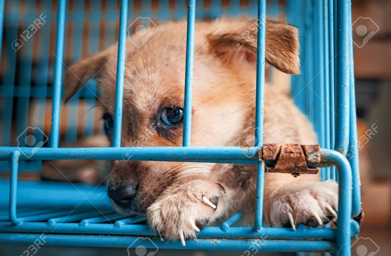 Portrait of sad puppy in shelter behind fence waiting to be rescued and adopted to new home. Shelter for animals concept - 141696182 Portrait of sad puppy in shelter behind fence waiting to be rescued and adopted to new home. Shelter for animals concept - 141696182