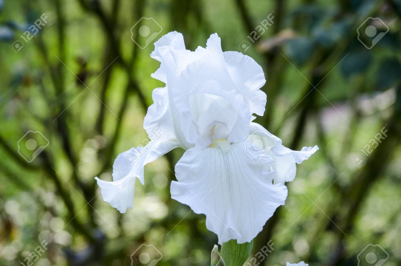 日差しの中で白いアイリスの花 の写真素材 画像素材 Image