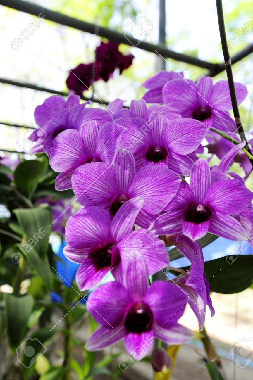 etiam-dictum-ipsum-a-felis