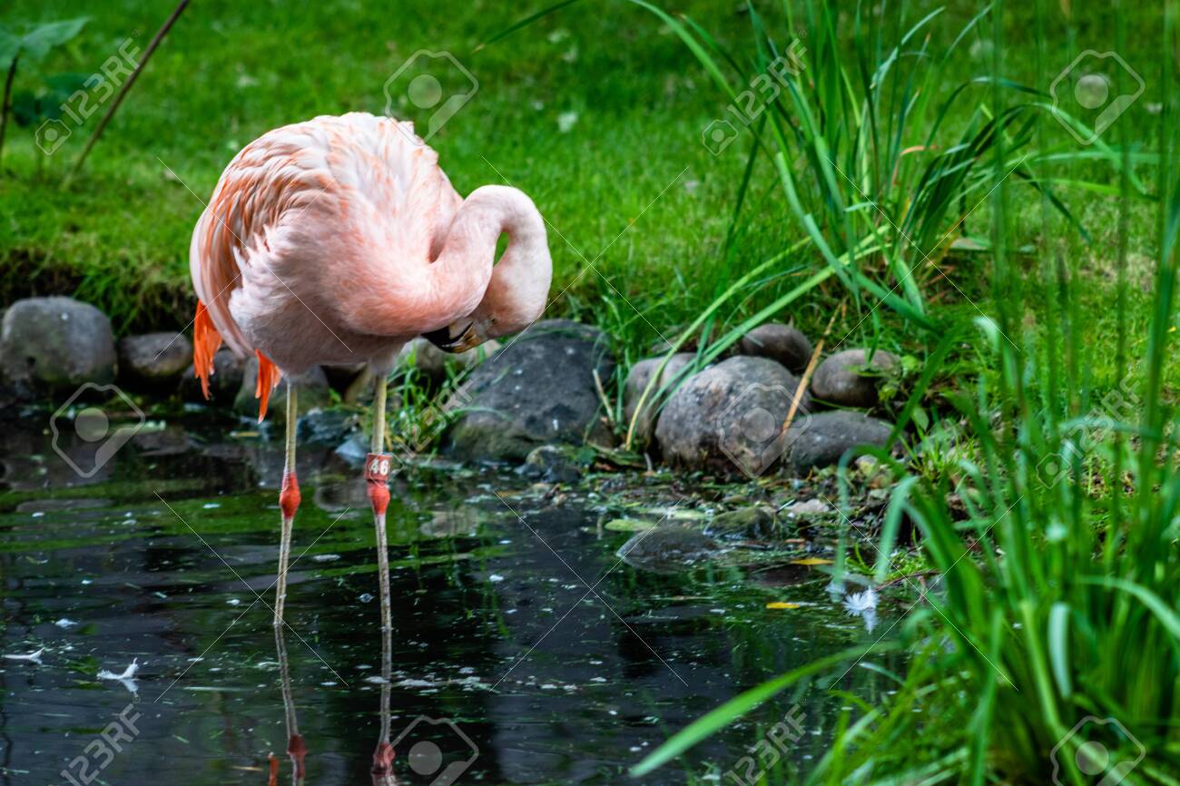 American flamingo wading in a pond. Calgary Zoo, Calgary, Alberta, Canada - 132135107 American flamingo wading in a pond. Calgary Zoo, Calgary, Alberta, Canada - 132135107