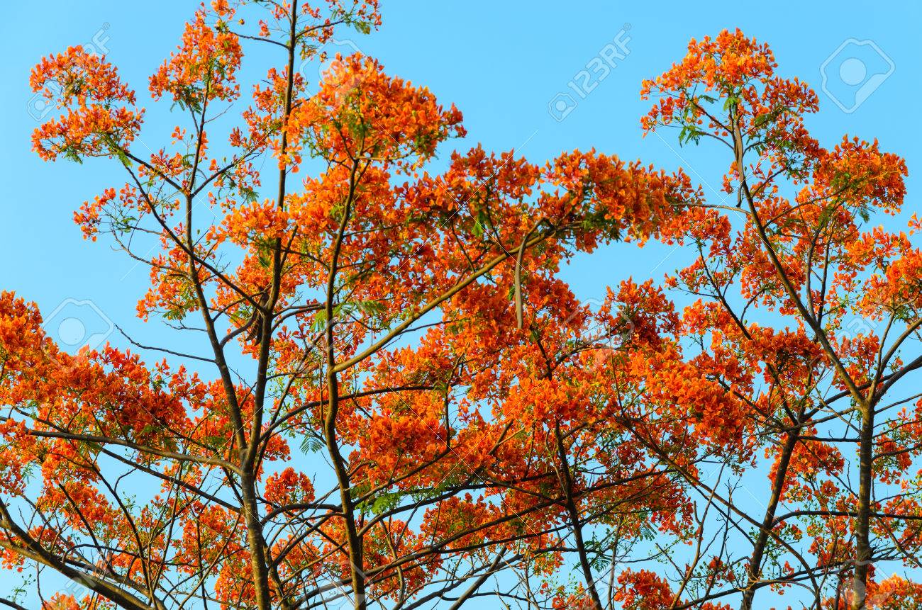 Orange Blossom Tree With A Sky Background. Stock Photo, Picture And Royalty  Free Image. Image 40312135.