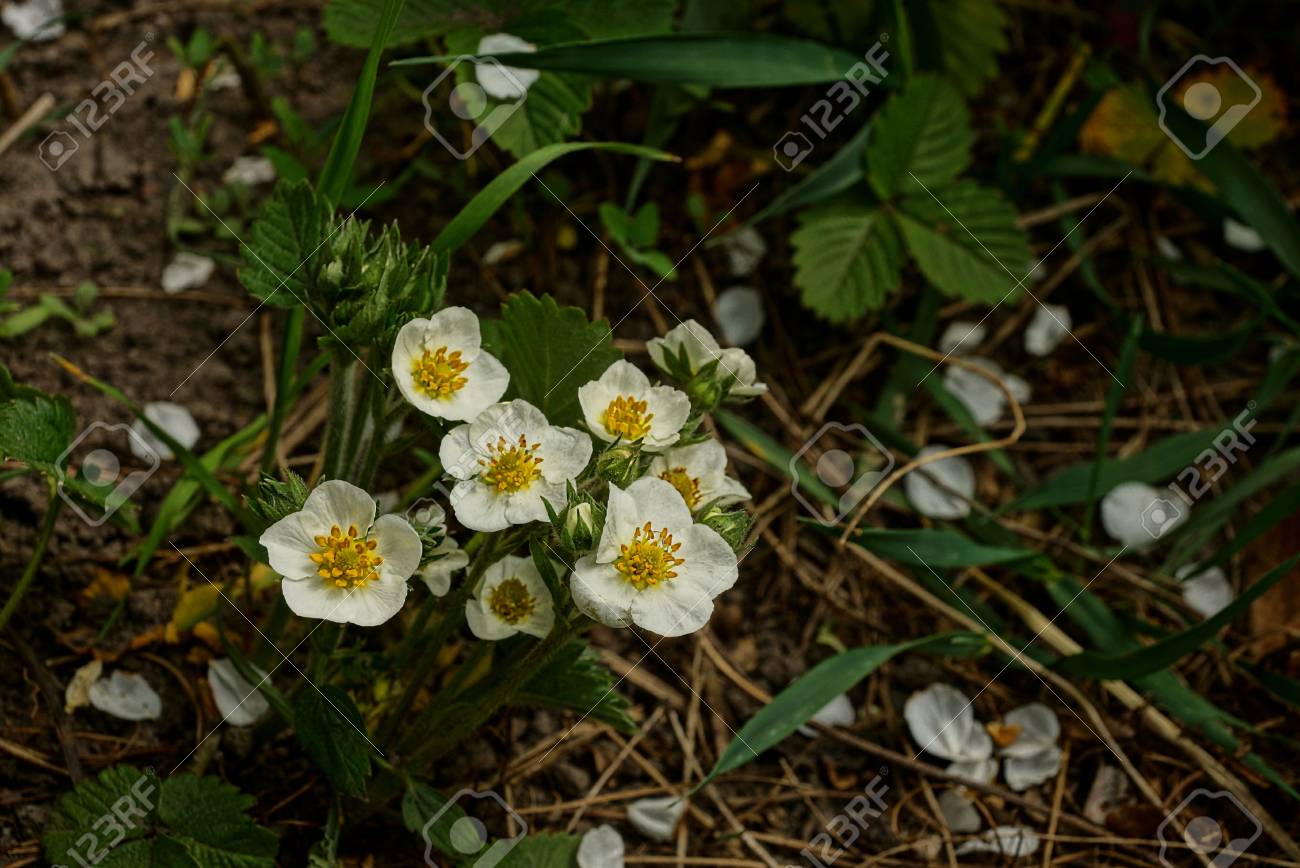 庭のイチゴの緑のブッシュの白い花 の写真素材 画像素材 Image