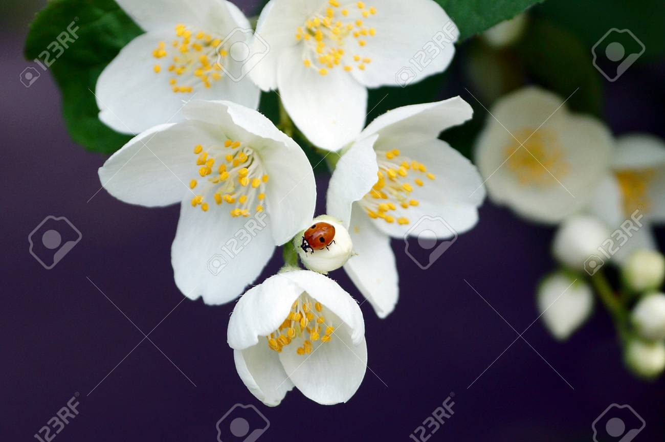 白いジャスミンの花の枝に赤てんとう虫 の写真素材 画像素材 Image