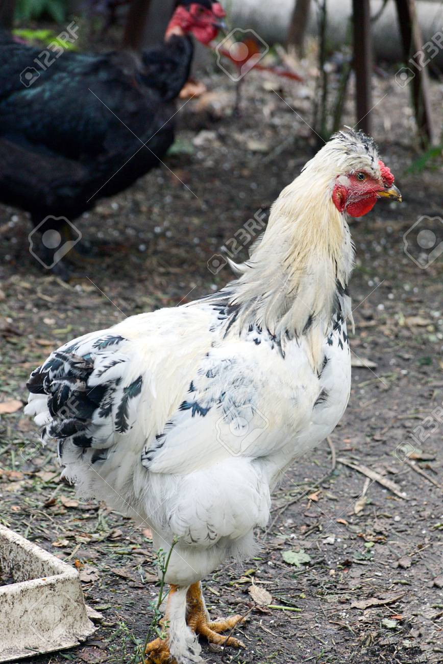 Riesiger weißer Hahn-Bild