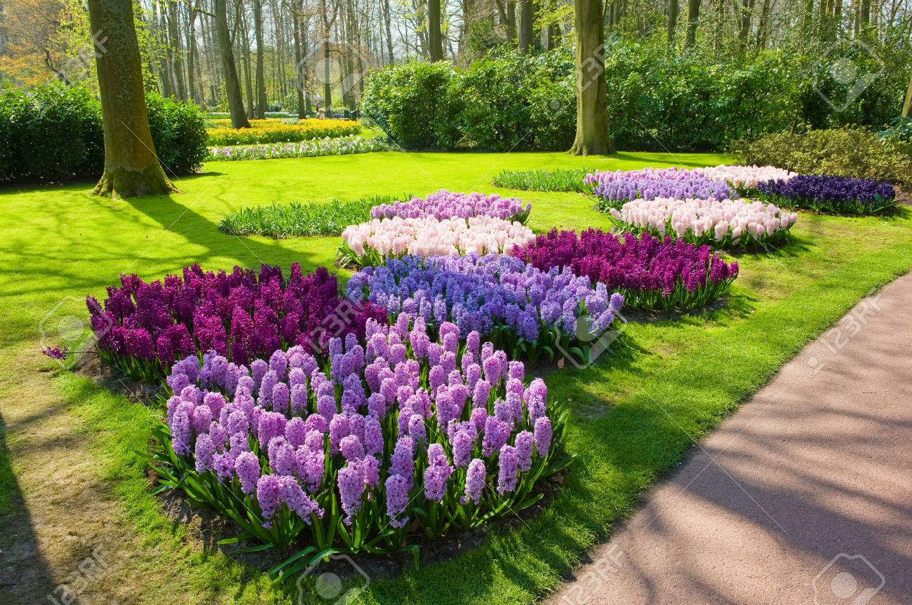 The Keukenhof is a popular flower garden which is visited by a million tourists from all around the world. It is open for only six weeks every year. - 57296416 The Keukenhof is a popular flower garden which is visited by a million tourists from all around the world. It is open for only six weeks every year. - 57296416