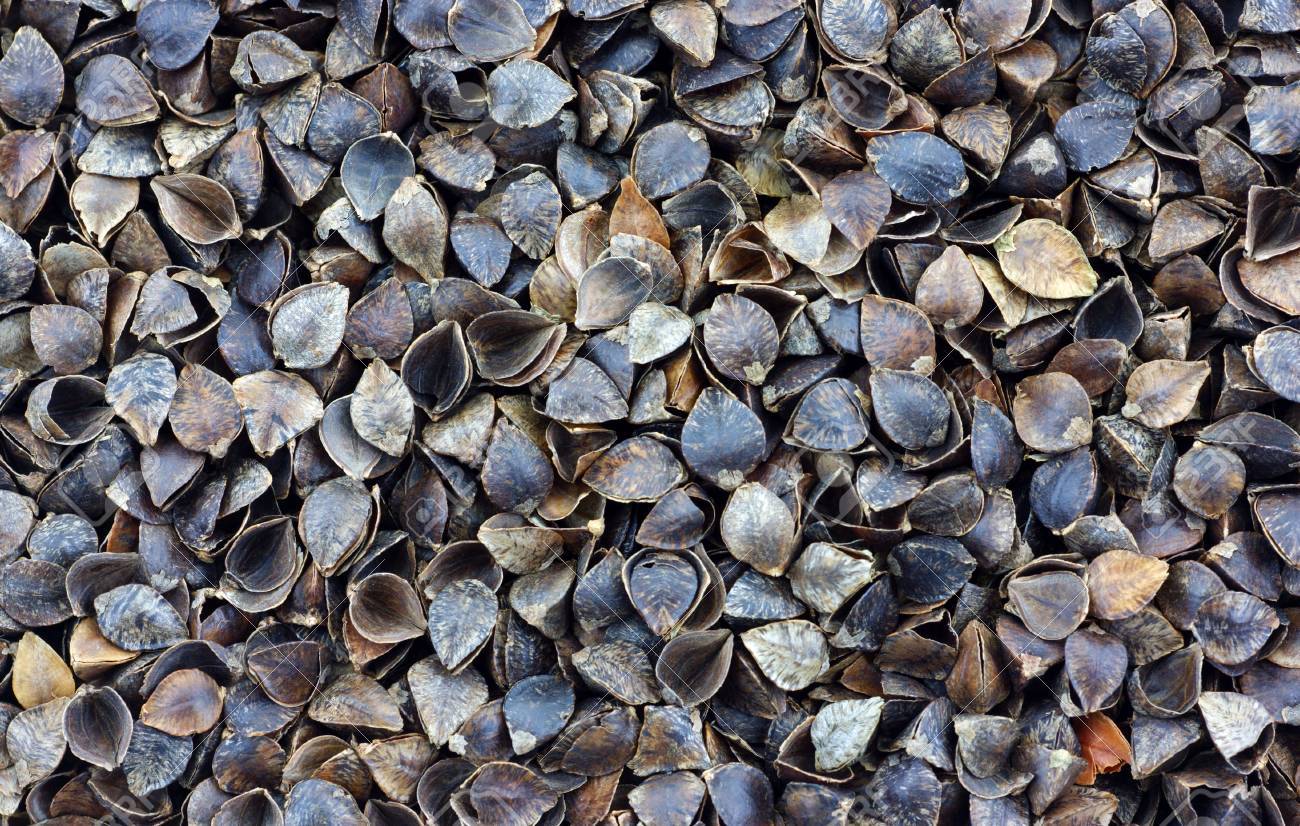 buckwheat hulls