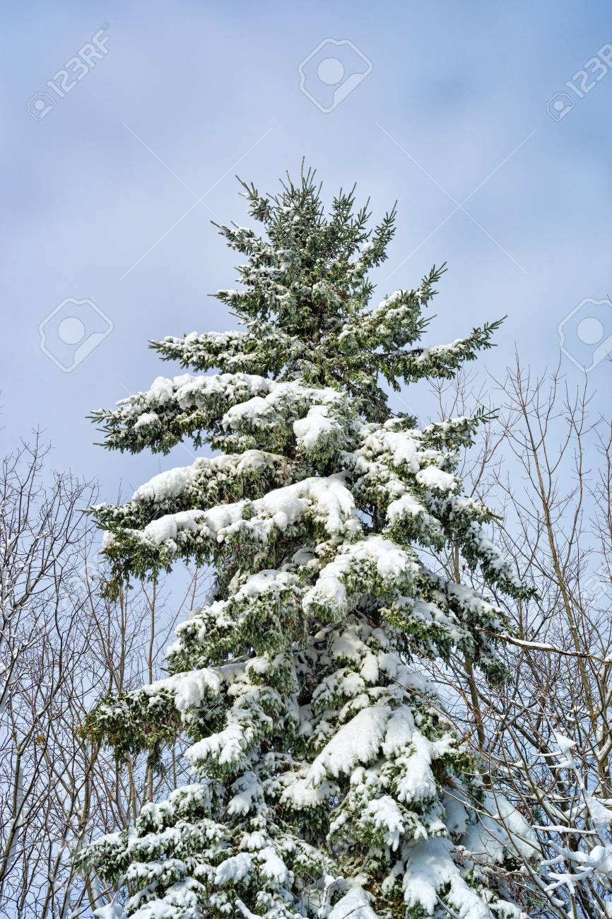Les Branches D Un Grand Sapin Couvert Avec De La Neige Apres Une Tempete De Neige Au Debut De La Saison De Bangor Dans Le Maine Banque D Images Et Photos Libres De Droits