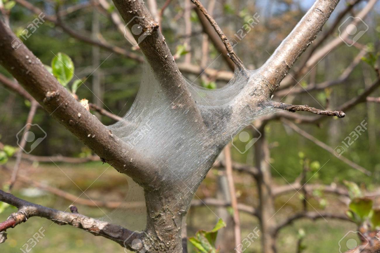 りんごの木に小さな茶色の蛾尾虫の巣 の写真素材 画像素材 Image りんごの木に小さな茶色の蛾尾虫の巣 の写真素材 画像素材 Image