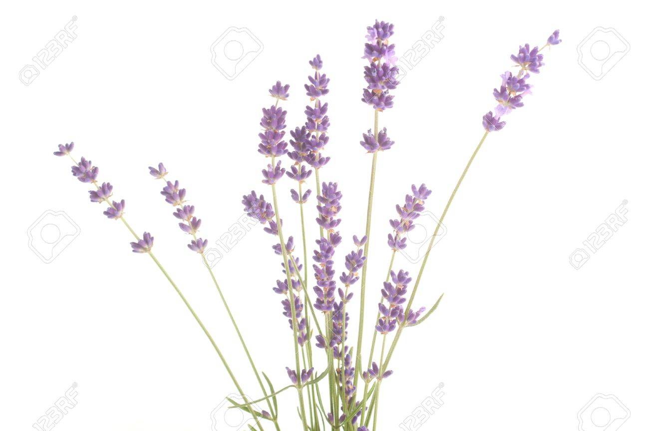 Lavender Flowers Isolated On White Background Stock Photo, Picture ...