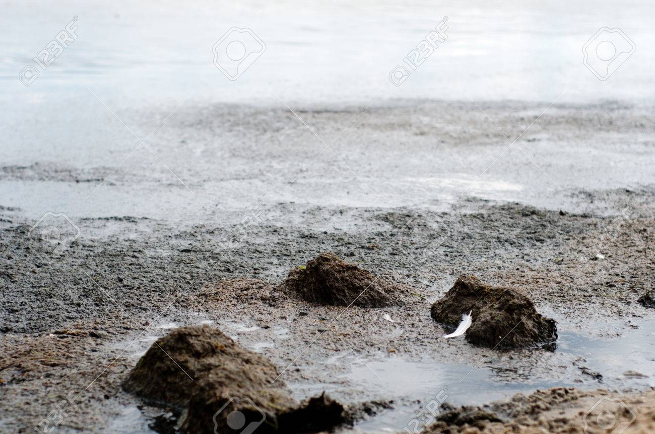 バルト海の汚染 ポーランド ソポト の写真素材 画像素材 Image