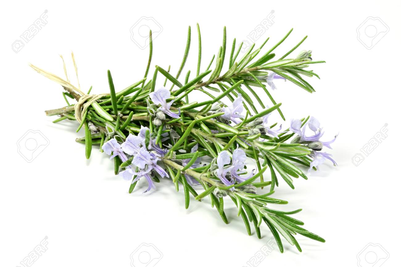 bunch of rosemary isolated on white background - 57834991 bunch of rosemary isolated on white background - 57834991