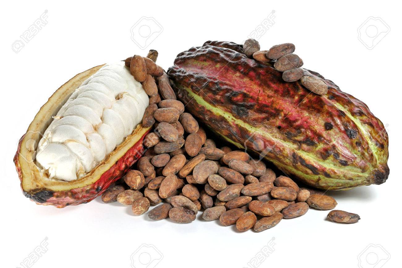 cacao fruits with roasted cacao beans isolated on white background - 66312853 cacao fruits with roasted cacao beans isolated on white background - 66312853