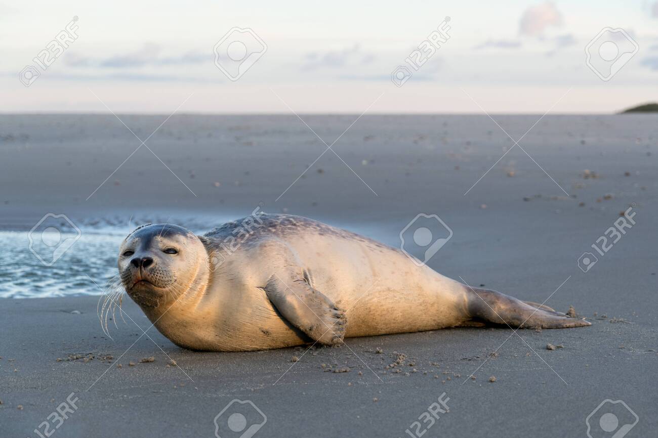young harbor seal at the beach of the Dutch island of Texel - 120545138 young harbor seal at the beach of the Dutch island of Texel - 120545138