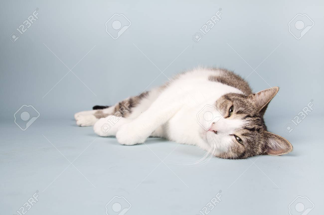 etiam-dictum-ipsum-a-felis