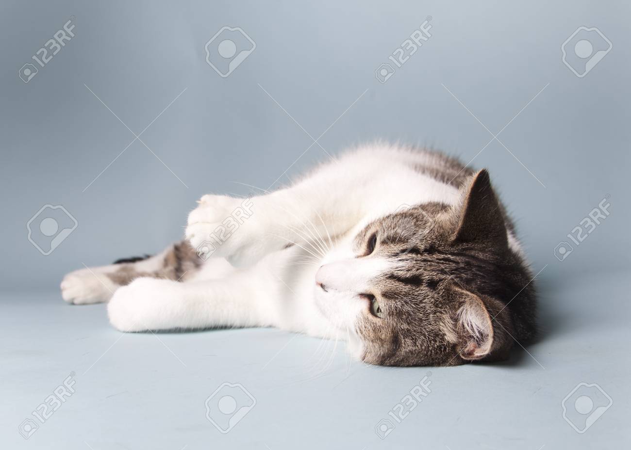 etiam-dictum-ipsum-a-felis