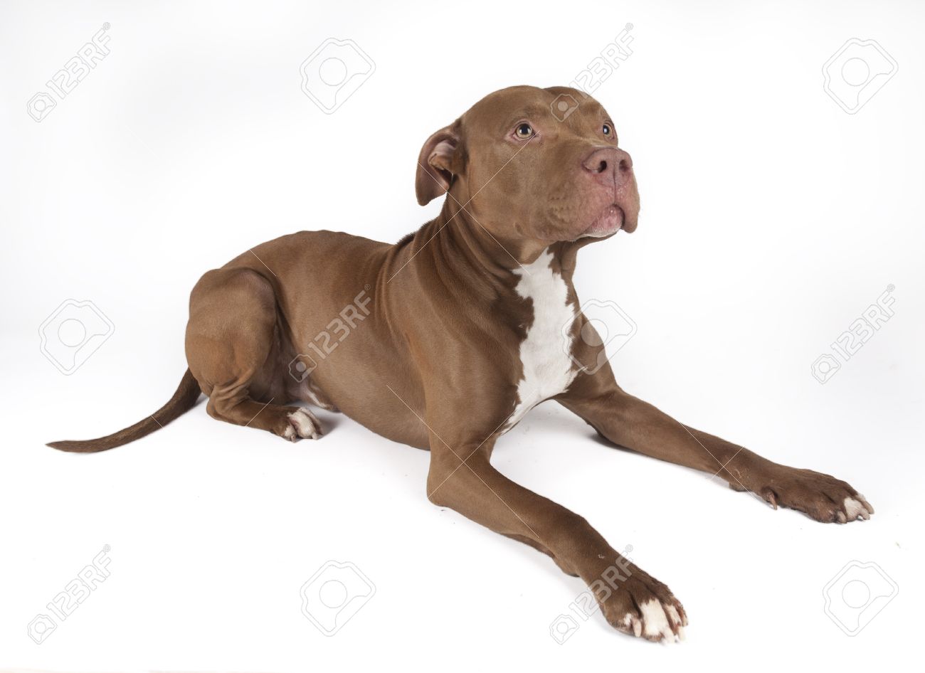 Pitbull Sitting On White Background Stock Photo Picture And Royalty Free Image Image 17907621