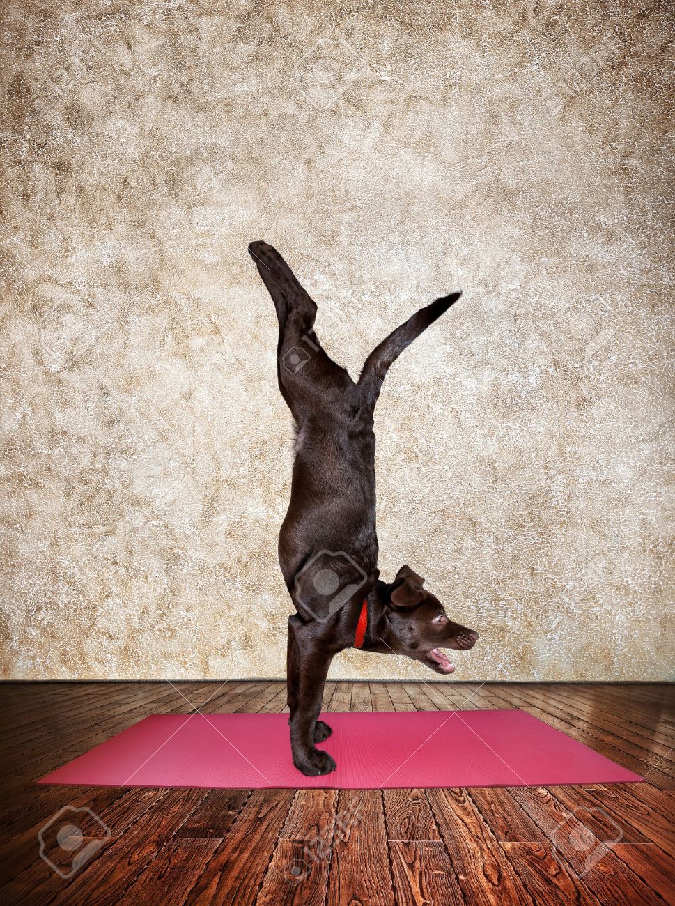 dog yoga mat