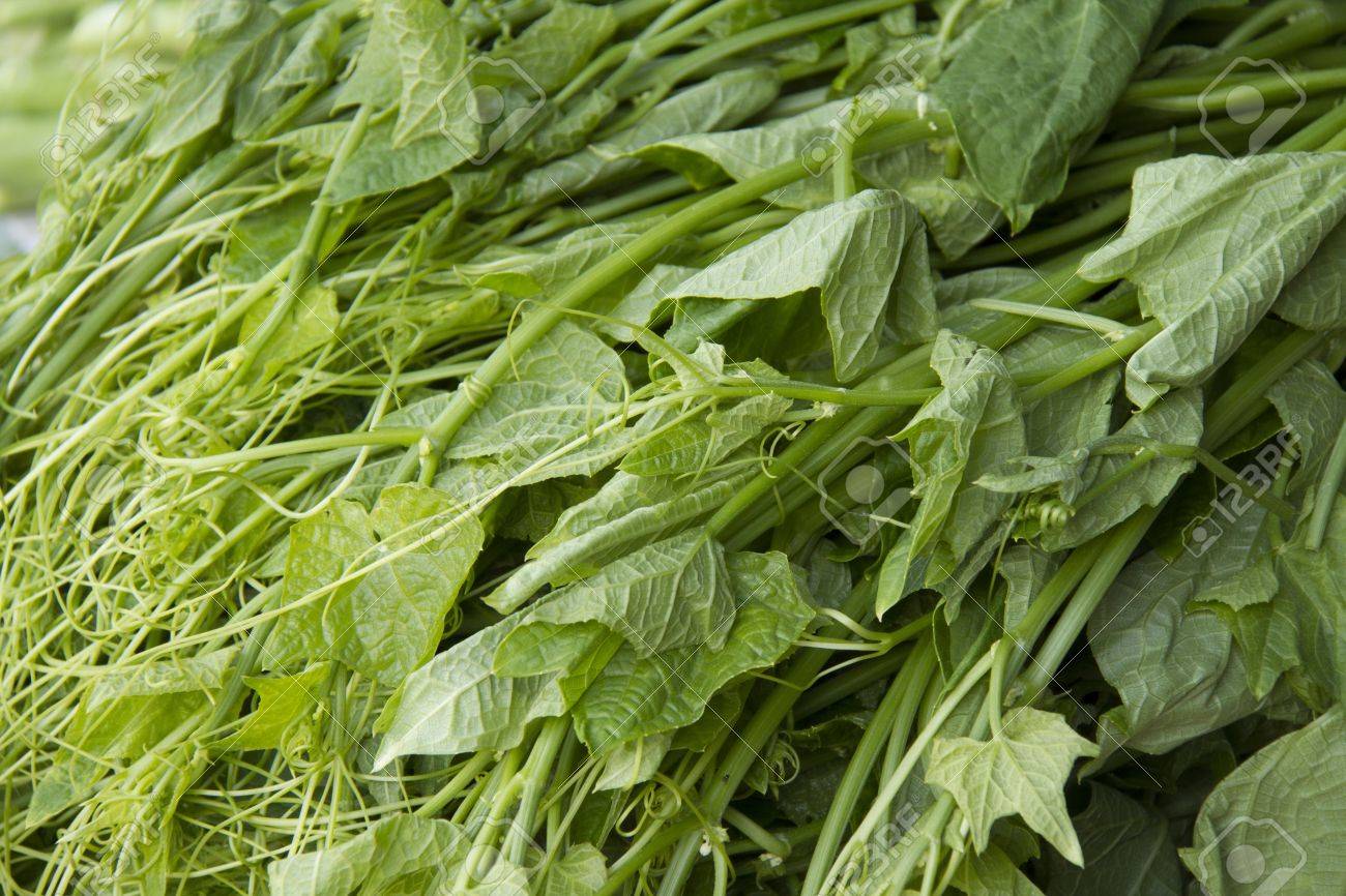 Close Up Of Leaves Stock Photo, Picture And Royalty Free Image. Image 18013929.