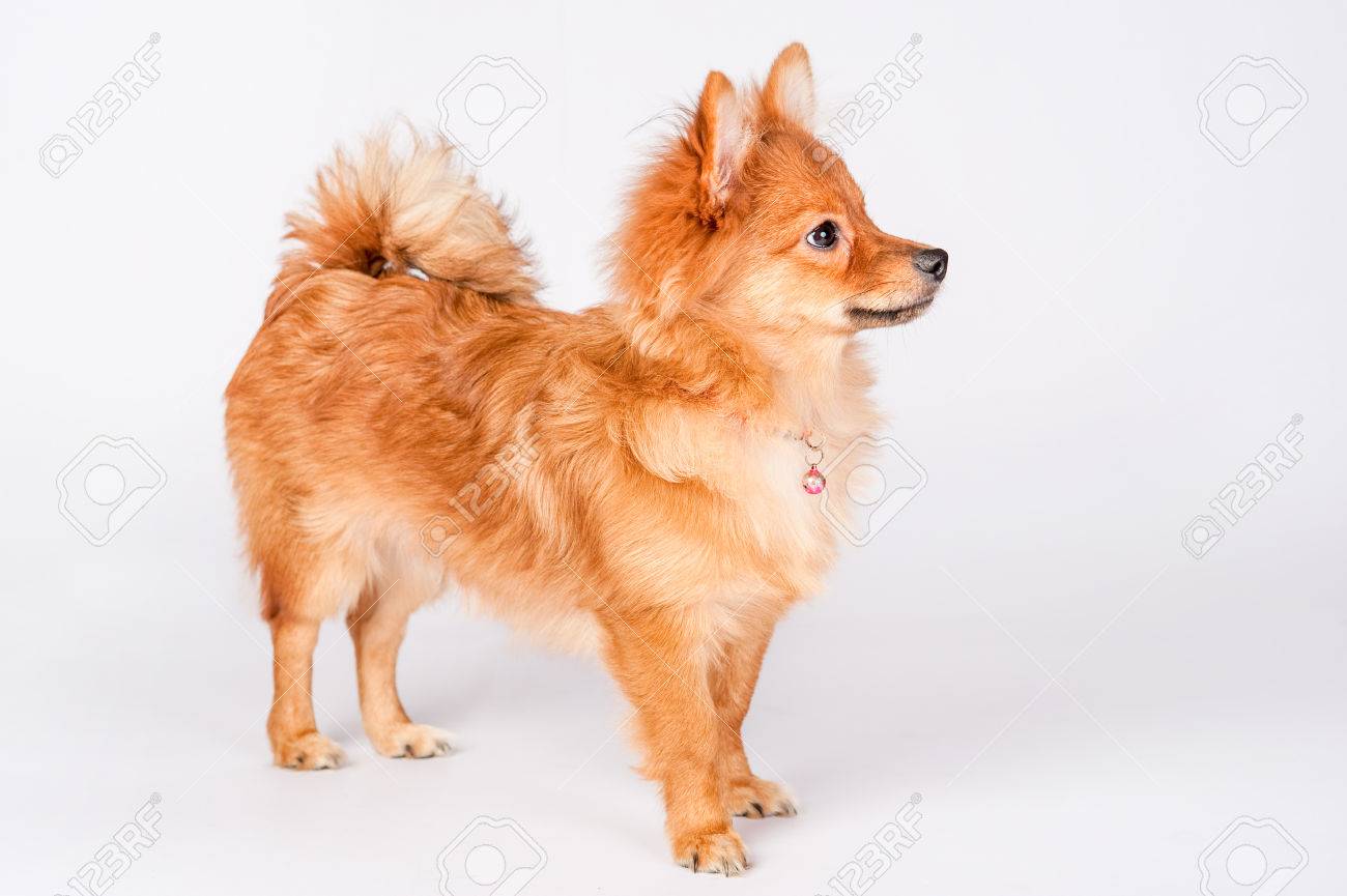 ジャーマン スピッツ の写真素材 画像素材 Image