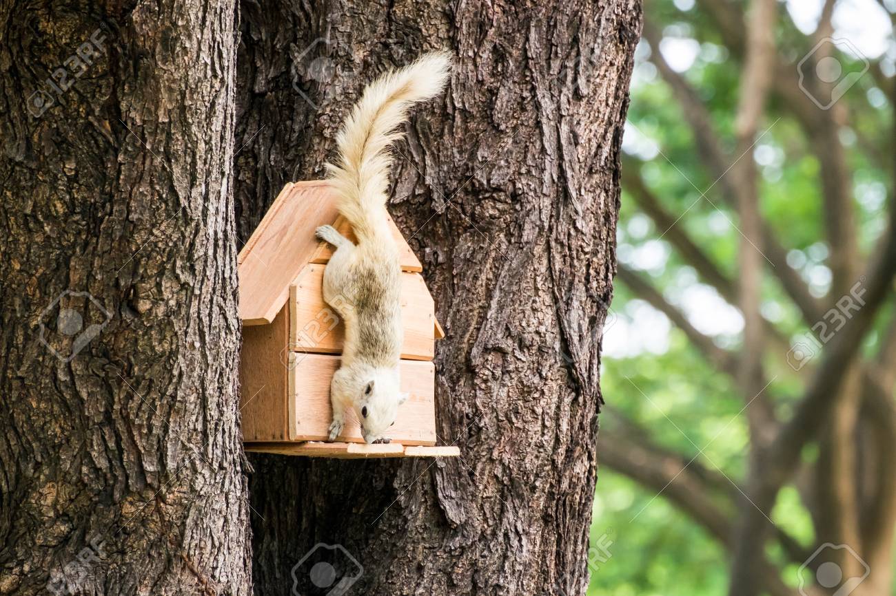 Seltene Weisse Eichhornchen Ernahren Dem Kleinen Haus Im Stadtpark