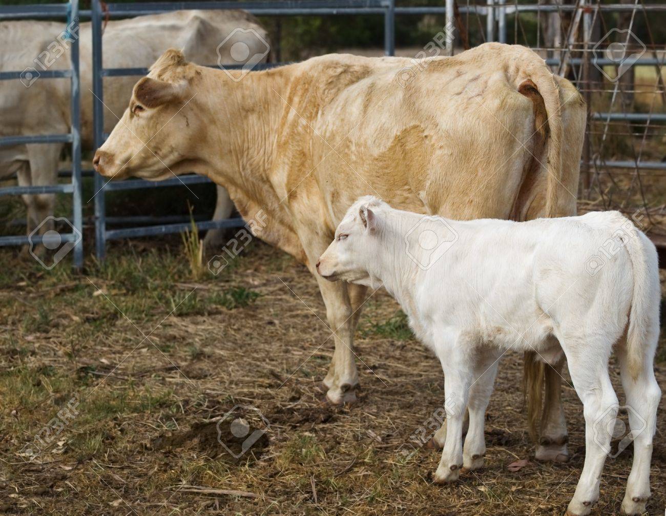 Maman Et Bebe Vache Veau Et Les Bovins De Boucherie Australien A La Ferme Banque D Images Et Photos Libres De Droits Image Maman Et Bebe Vache Veau Et Les Bovins De Boucherie Australien A La Ferme Banque D Images Et Photos Libres De Droits Image