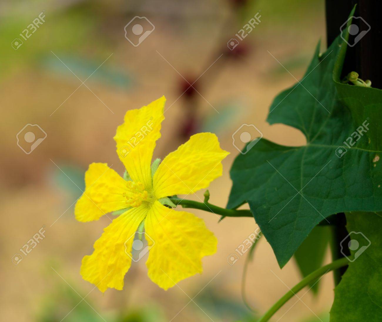 へちまヘチマひょうたん黄色の花クローズ アップ の写真素材 画像素材 Image へちまヘチマひょうたん黄色の花クローズ アップ の写真素材 画像素材 Image