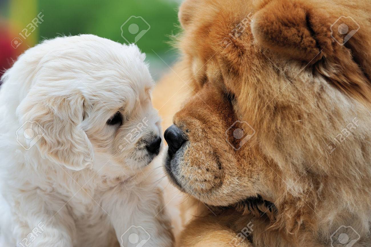 Portrait Bebe Berger Suisse Et Brun Chow Chow Banque D Images Et Photos Libres De Droits Image