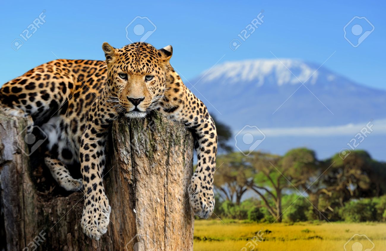 キリマンジャロ山の背景の木の上に座ってヒョウ の写真素材 画像素材 Image