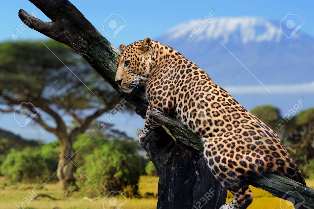 キリマンジャロ山の背景の上の枝に座っているヒョウ の写真素材 画像素材 Image