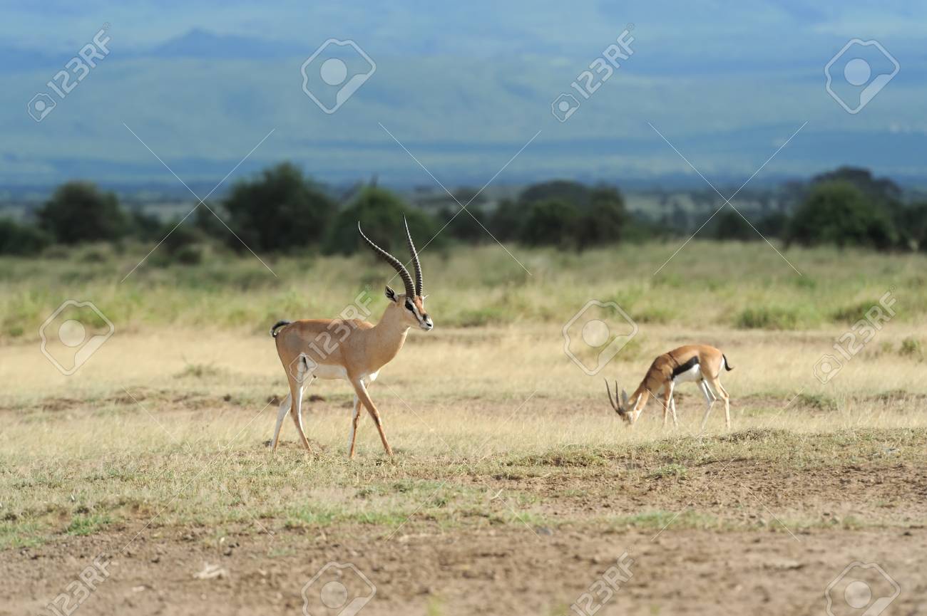 アフリカのサバンナにトムソンガゼル の写真素材 画像素材 Image アフリカのサバンナにトムソンガゼル の写真素材 画像素材 Image