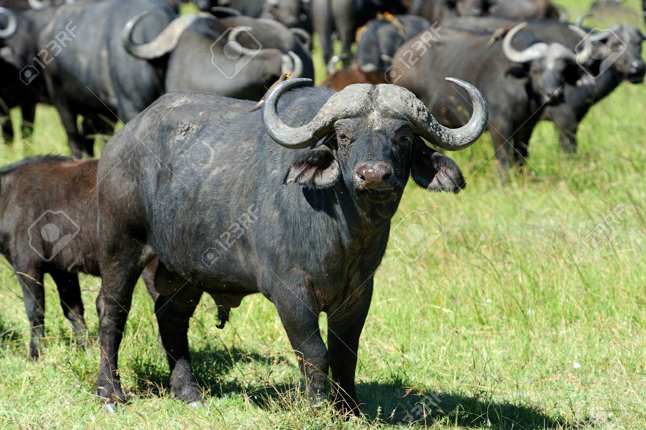 直接引き取り希望 アフリカ水牛（バッファロー）の剥製 （アフリカの  